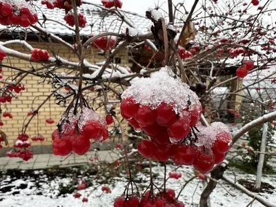 Калина зимой незаменима ... :: Va-Dim ... – Социальная сеть ФотоКто