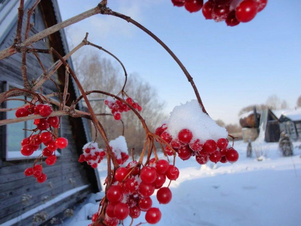 Калина на зиму: польза и вред ягоды, секреты употребления и заготовки на  зиму