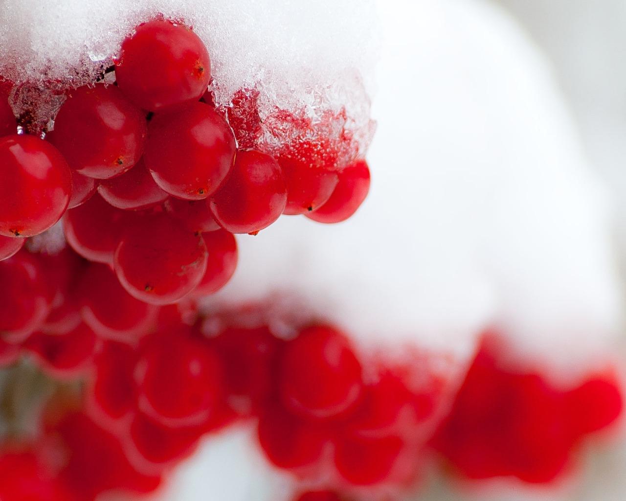 Калина замерли зимой, который под снегом Калина в снеге первый снежок Осень  и снег Красивейшая зима Стоковое Изображение - изображение насчитывающей  ягод, листья: 134212269