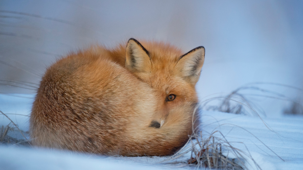 Очаровательные лисы зимой | Arctic animals, Animals, Animals beautiful