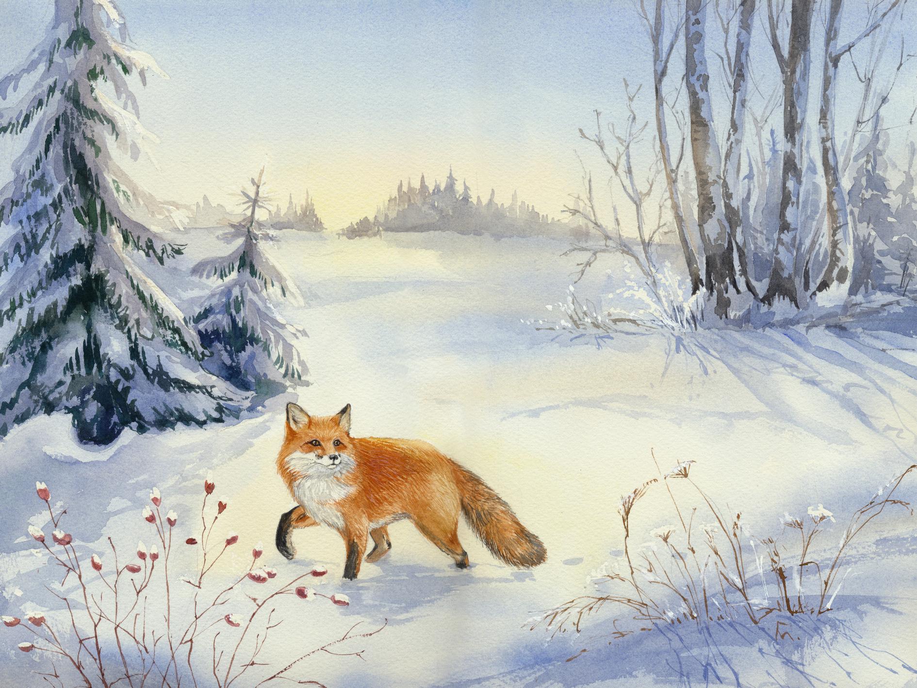 Как зимует лисица: Несколько интересных фактов из жизни лесной хищницы |  Пикабу