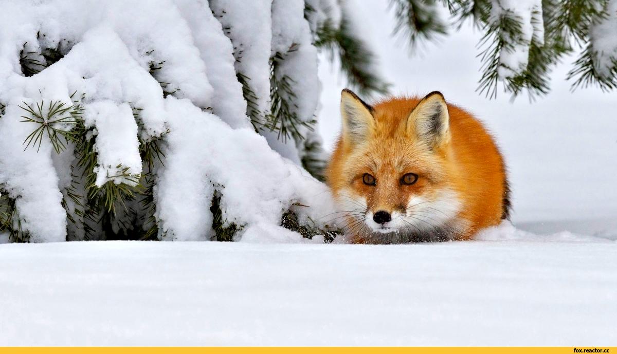 Лиса :: snow :: winter :: animals :: fox :: снег :: зима :: живность ::  fandoms :: фэндомы / картинки, гифки, прикольные комиксы, интересные статьи  по теме.