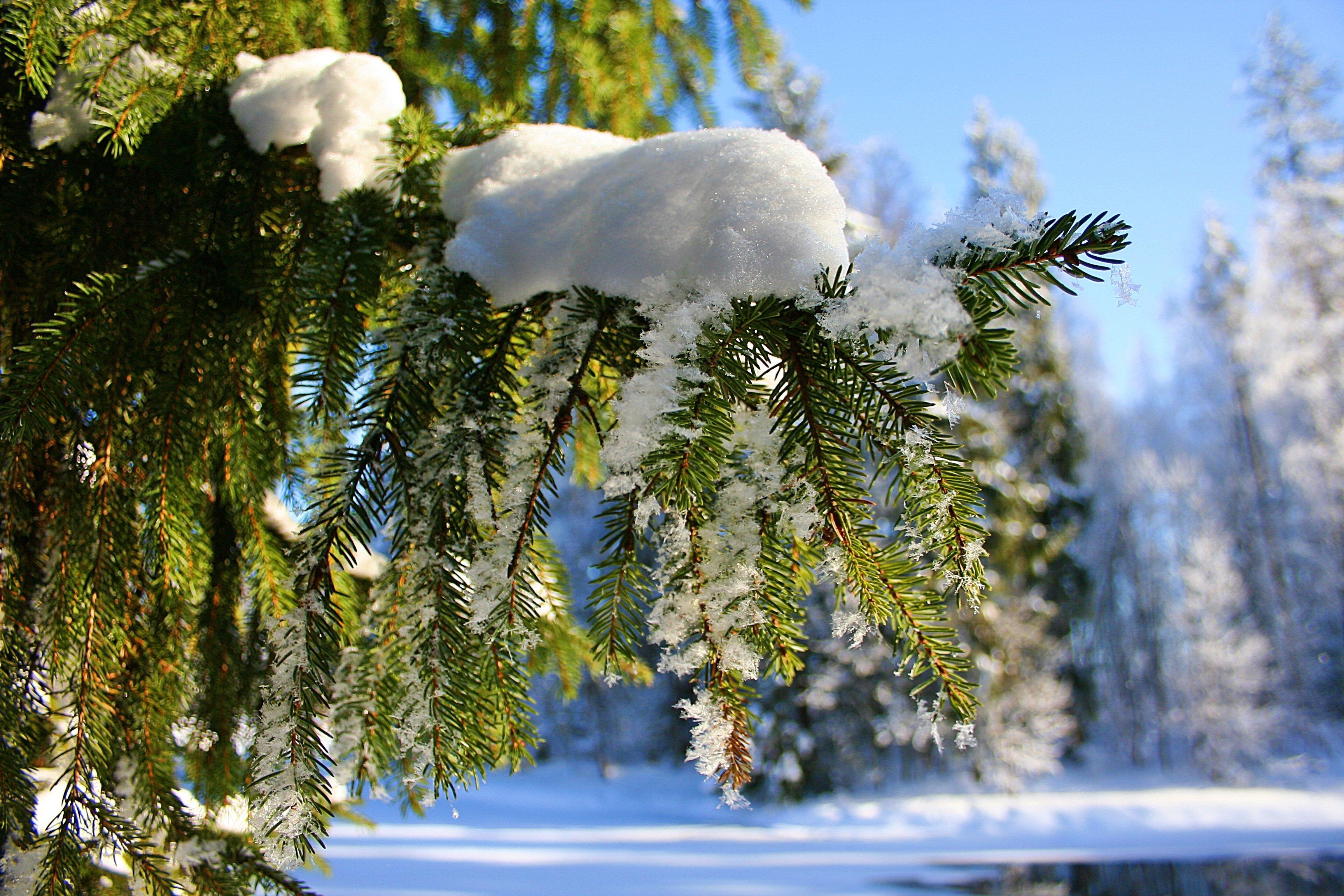 Идеи фотосессии зимой | Outdoor, Snow