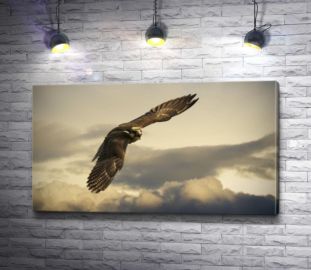 Купить картину-постер \"Могучий орел летает в вечернем небе\" с доставкой  недорого | Интернет-магазин \"АртПостер\"