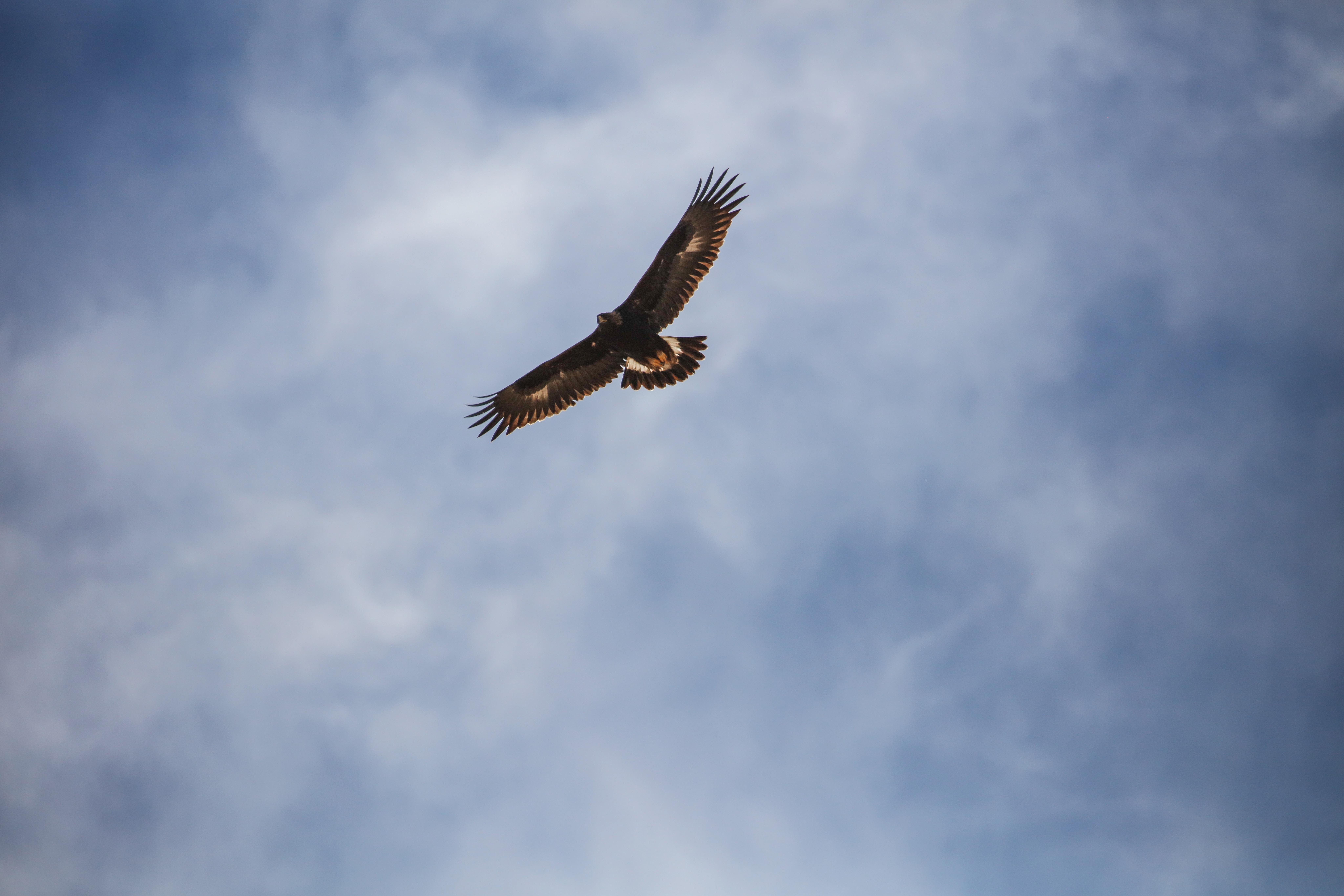 Красивая птица в небе - 67 фото