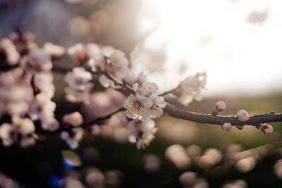 весна,природа,эстетика | Весна цветение, Цветочные фоны, Весна