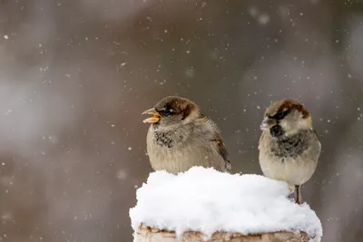 Как зимует воробей: 8 интересных фактов о небольшой, но храброй птице |  Приключения натуралиста | Дзен