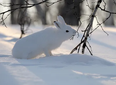 Белый зайца Snowshoe или различные заяц, сидя на снегу зимой в Канаде  Стоковое Изображение - изображение насчитывающей ьериз, трава: 185778343