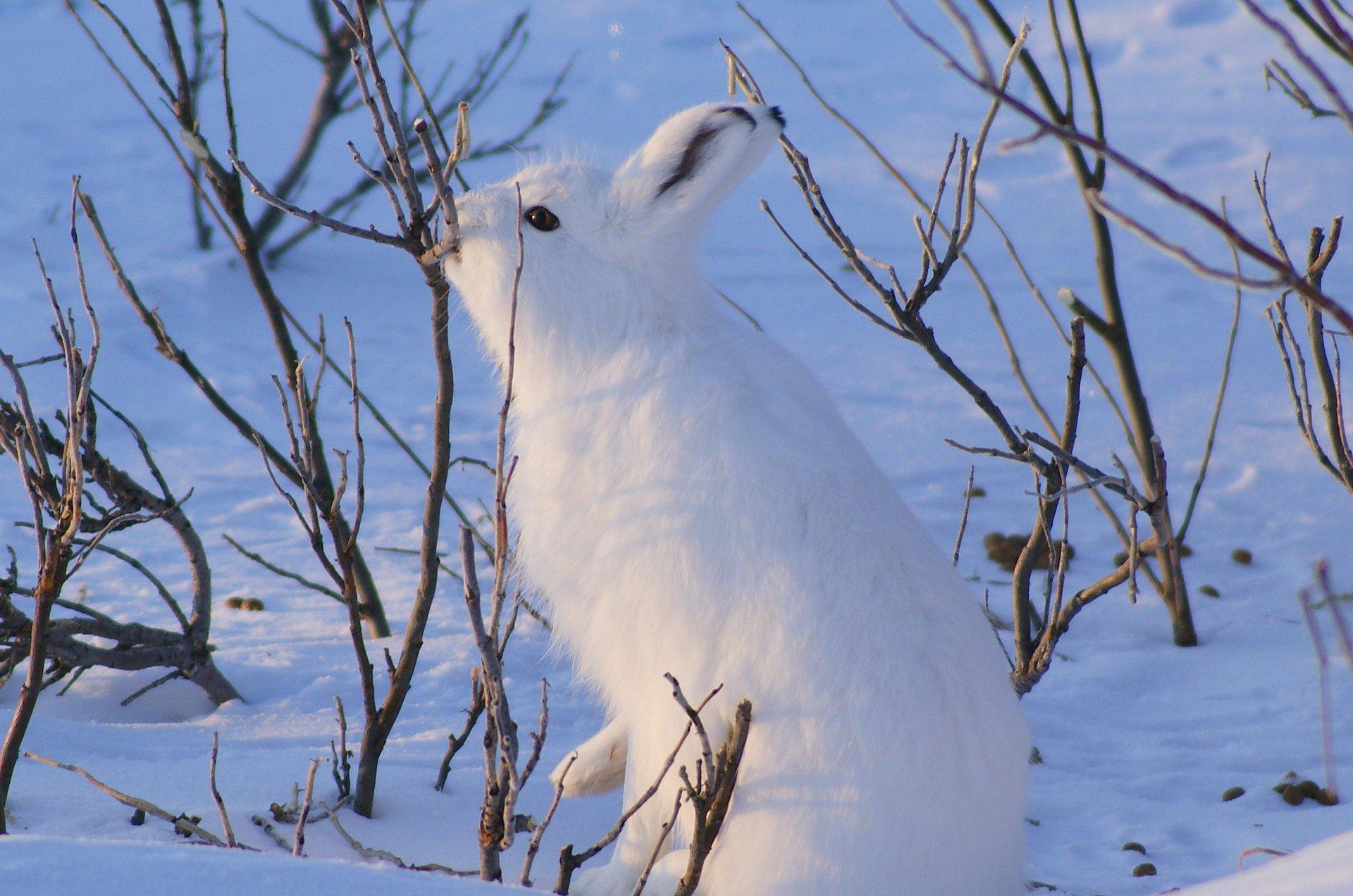 В Татарстане зайцу-беляку грозит вымирание из-за вырубки лесов — РБК