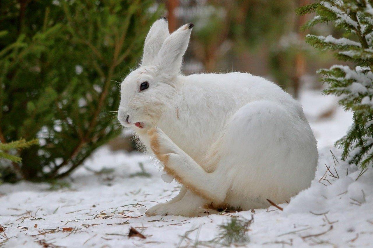 Милый заяц зимой, зима, пейзаж, …» — создано в Шедевруме