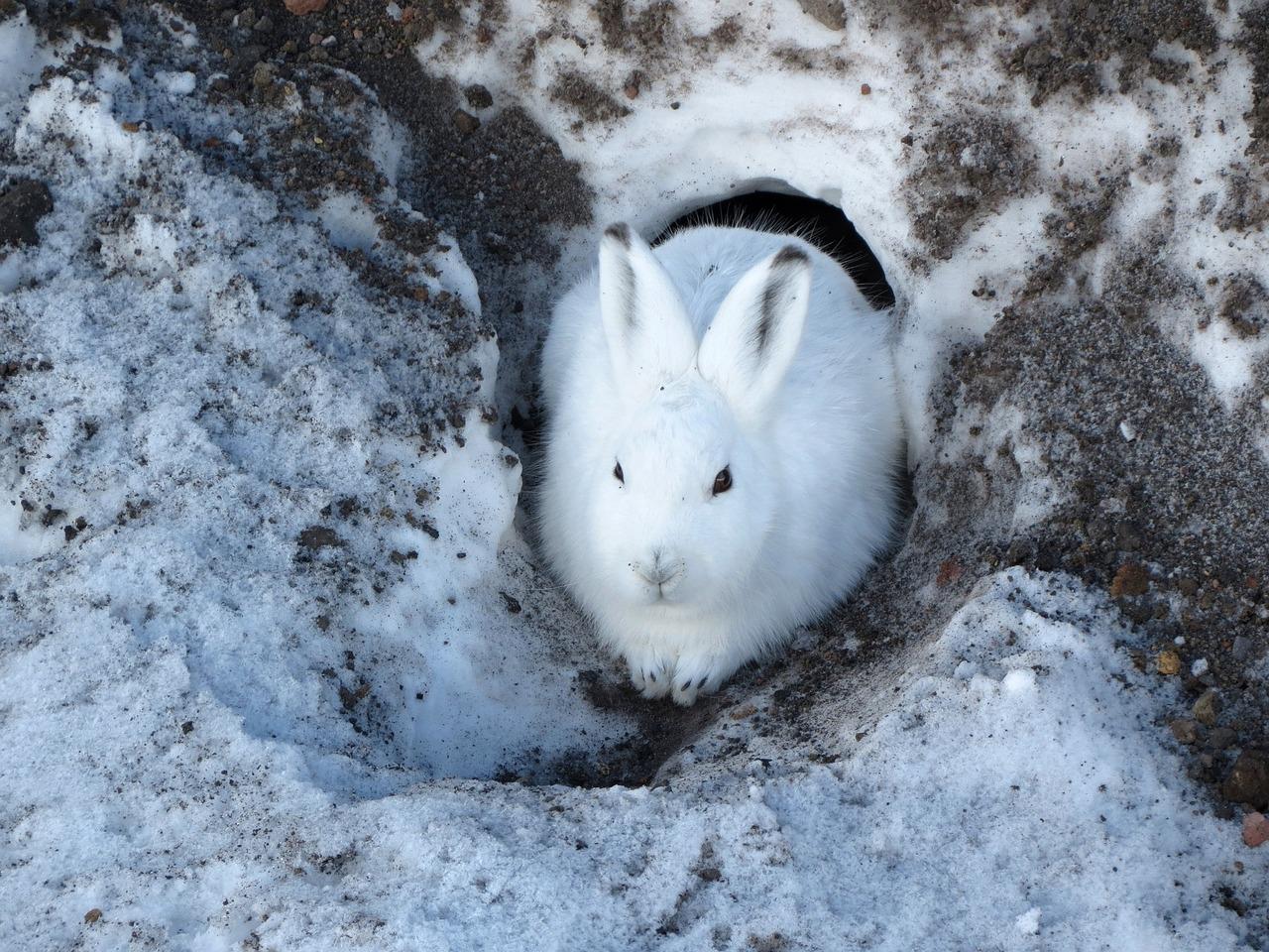 Скачать обои снег, зима, кролик, животное, заяц разрешение 1600x1200 #151398