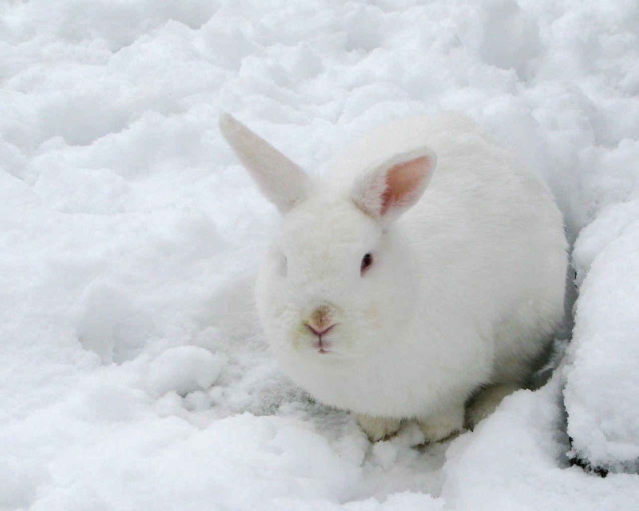 Скачать обои снег, зима, зайцы, шотландия, заяц разрешение 1920x1200 #126608