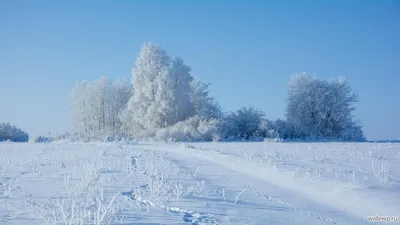 Скачать 1920x1080 зима, лес, снег, небо обои, картинки full hd, hdtv, fhd,  1080p