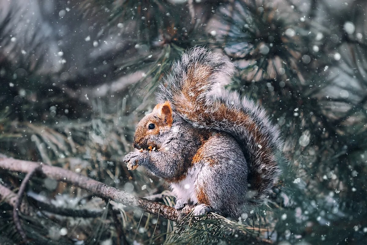 Белка зимой на дереве Stock Photo | Adobe Stock