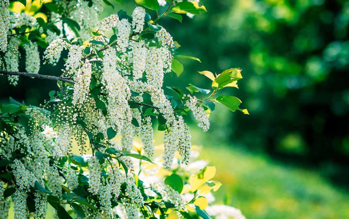 Под белым пологом цветения: посадка и выращивание благоуханной черёмухи |  Интернет-магазин садовых растений