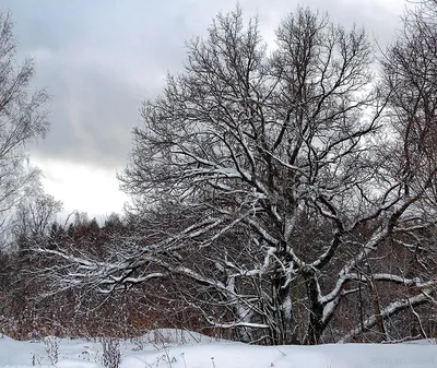 Ещё про деревья зимой: iron_frank — LiveJournal