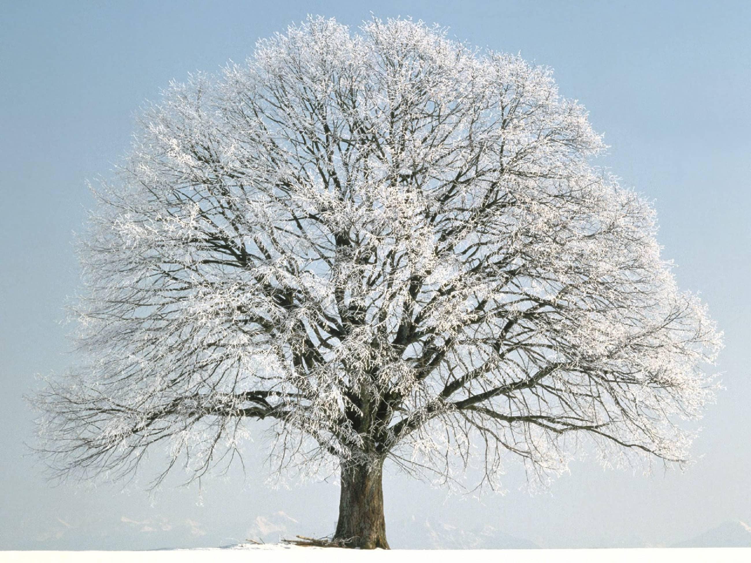 Как узнать дерево по силуэту зимой? - Приокско-Террасный государственный  природный биосферный заповедник