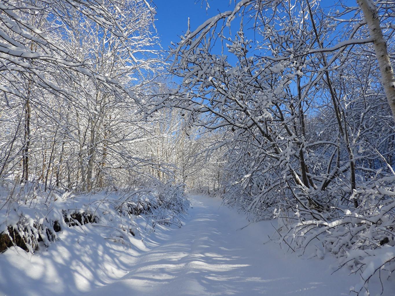 Зима деревья в снегу (56 фото) - 56 фото