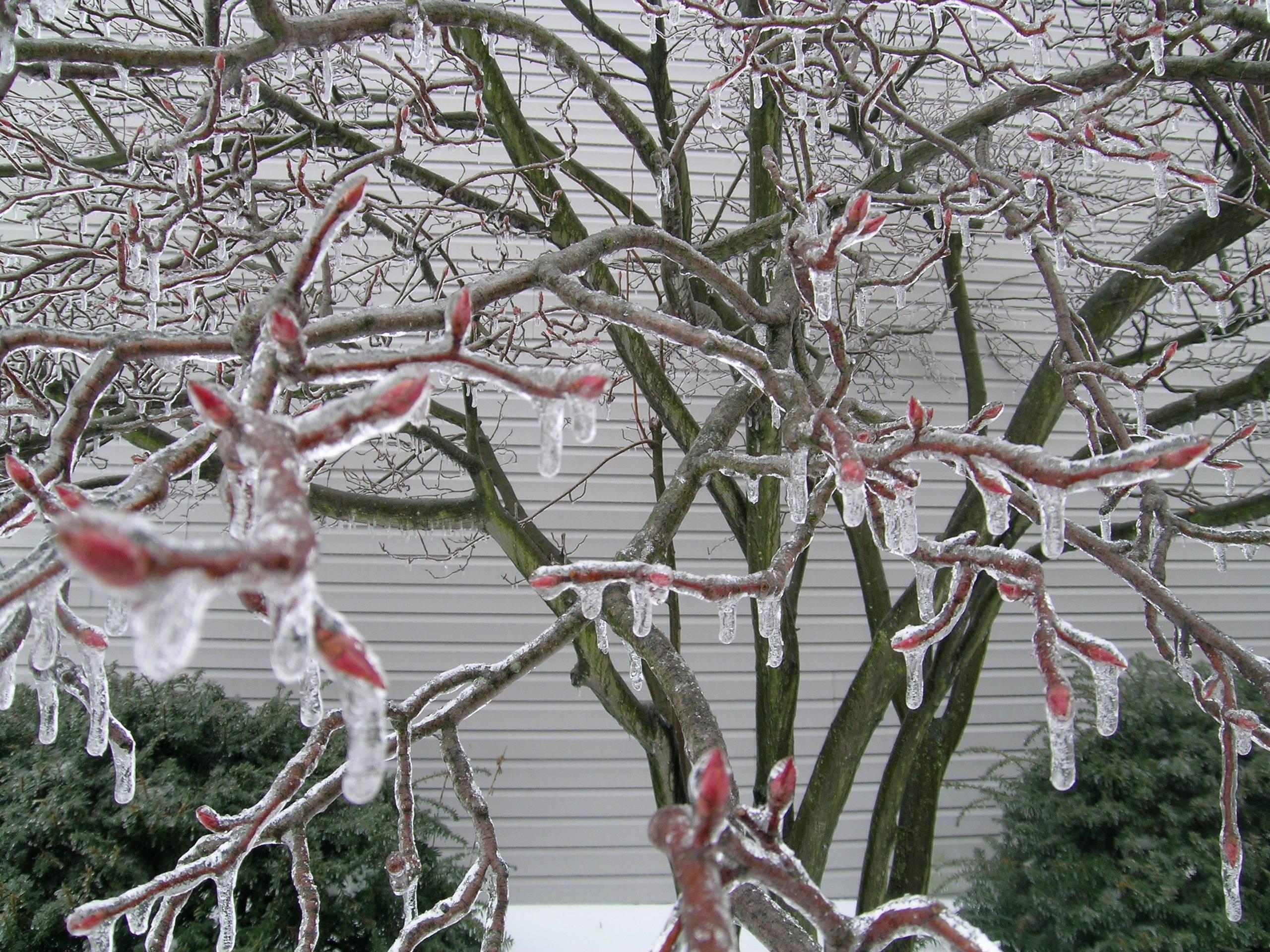 Как защитить садовые деревья зимой от снега и ледяного дождя | АН «Белые  Ветры»