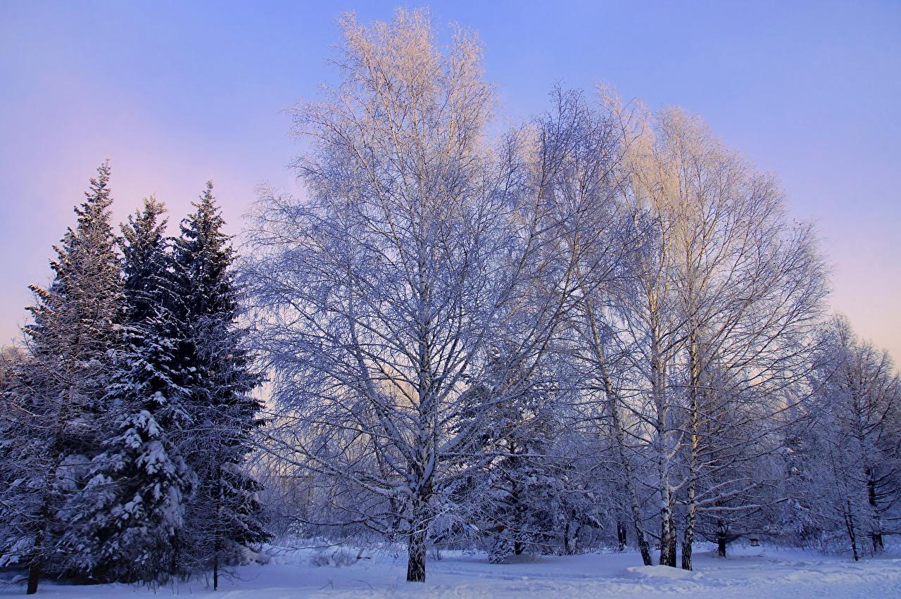 Зимой деревья в инее, как в цвету / Зимой деревья в инее, как в цвету