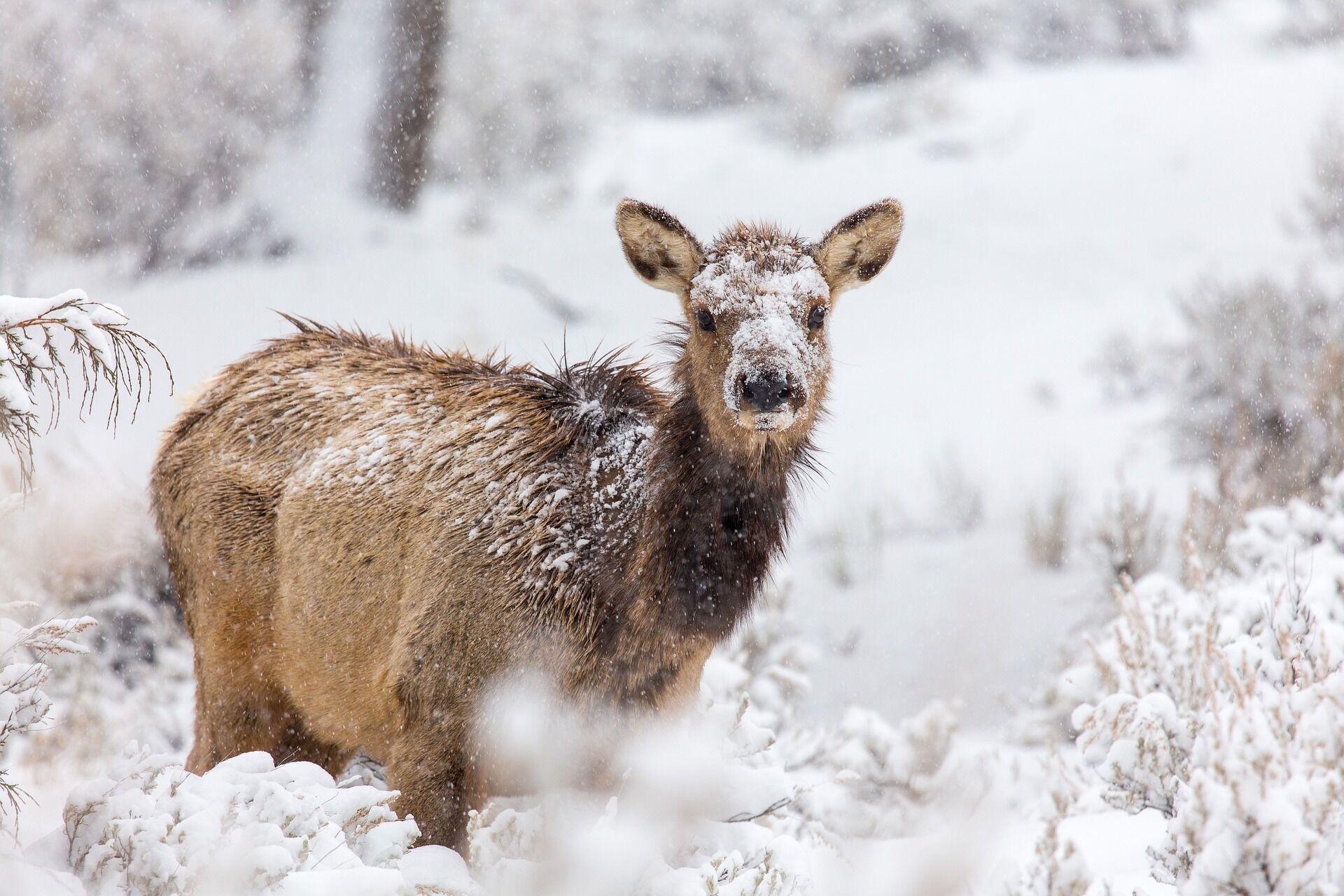 Жизнь диких животных зимой - презентация онлайн