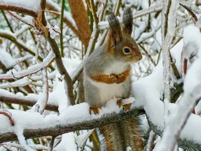 300 солонцов и 30 кормушек: как лесники на Черкасчине зимой подкармливают диких  животных