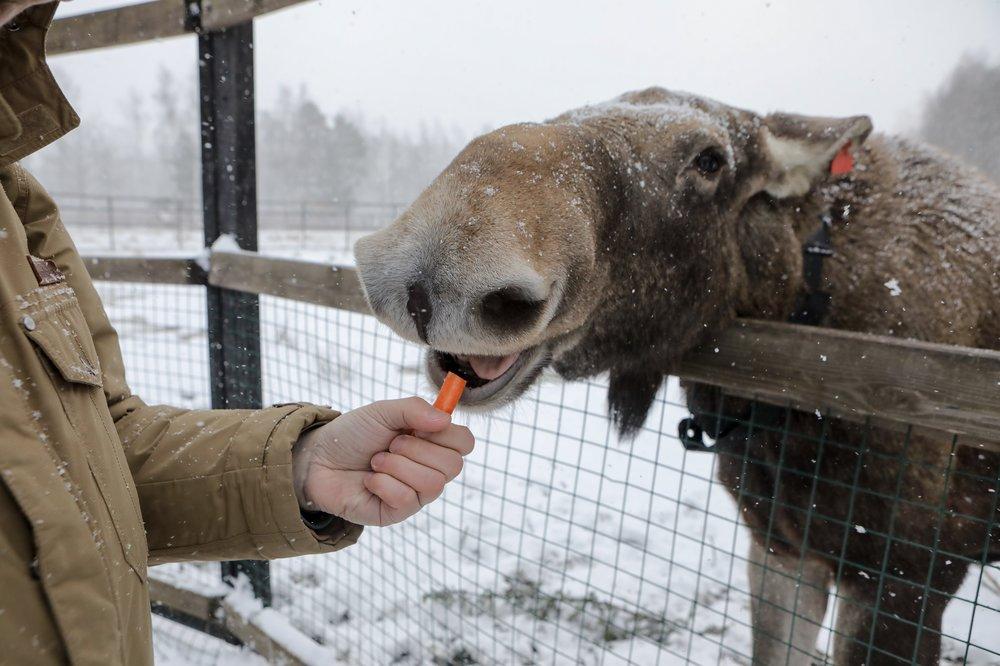 Минеральная подкормка животных зимой способствует оздоровлению популяции