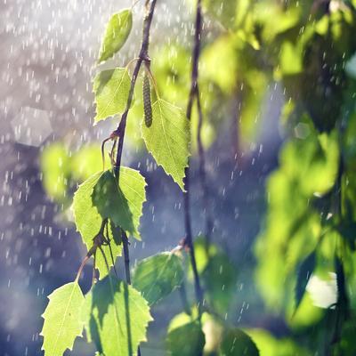 Обои дождь, листья, природа на рабочий стол (94 обои)