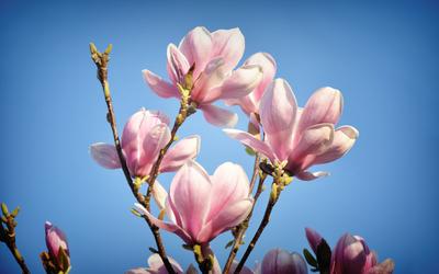 Фон рабочего стола где видно весна, цветы, цветущая веточка на фоне неба,  фото, Spring, flowers, flowering branch against the sky, photo