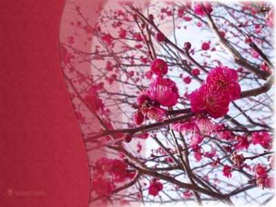 Обои весна, вишня, макро, фотошоп, бабочки, цветы, ветка, белый фон на рабочий  стол - картинки с раздела Вес… | Цветочный декор стен, Цветочные обои, Обои  для яслей