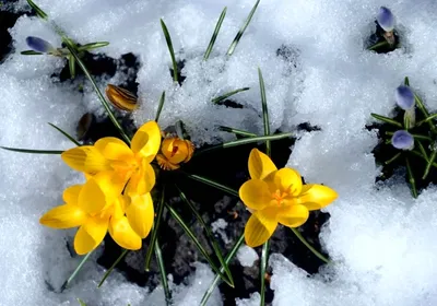 Начало Весны Вишня В Цвету Весна - Бесплатное фото на Pixabay - Pixabay