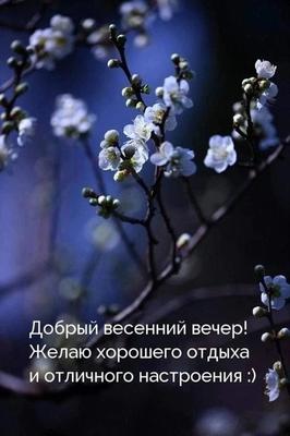 Открытка добрый вечер весна - скачать бесплатно на сайте otkrytkivsem.ru