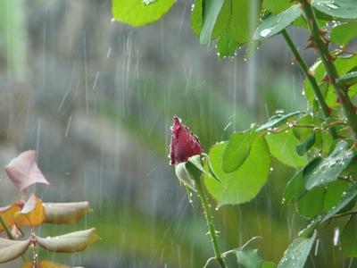 Дождь лета стоковое фото. изображение насчитывающей фокус - 32083436