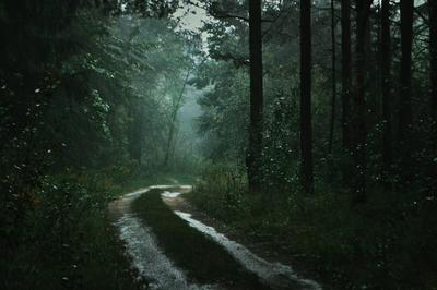 Дождь в лесу | Премиум Фото