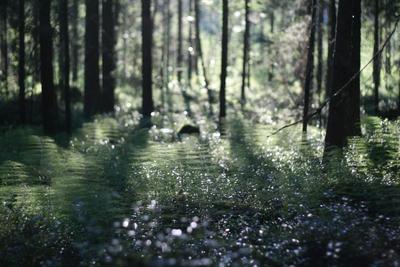 Дождь в лесу.» — создано в Шедевруме