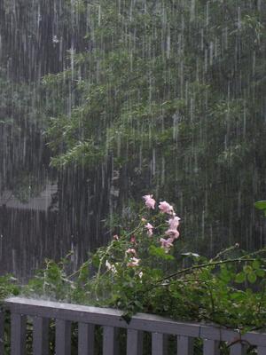 дождь в лесу -1 — Фото №202394