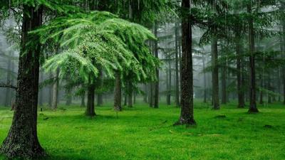 Летний дождь в лесу — Фото №244665