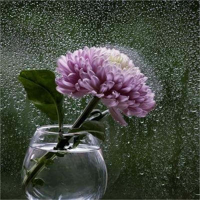 Дождь за окном... — Фото №107036