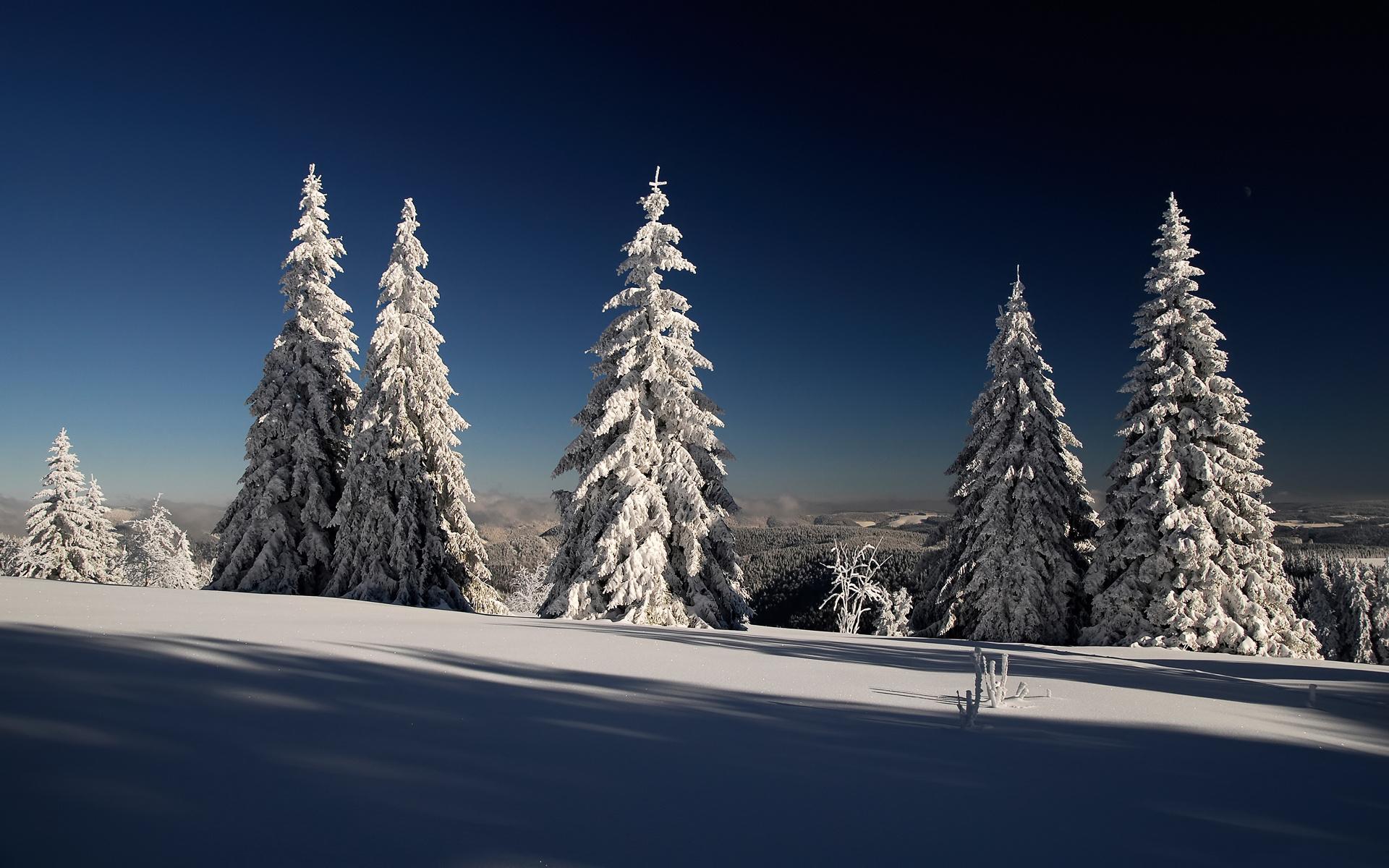 Еловый лес в снегу (49 фото) - 49 фото