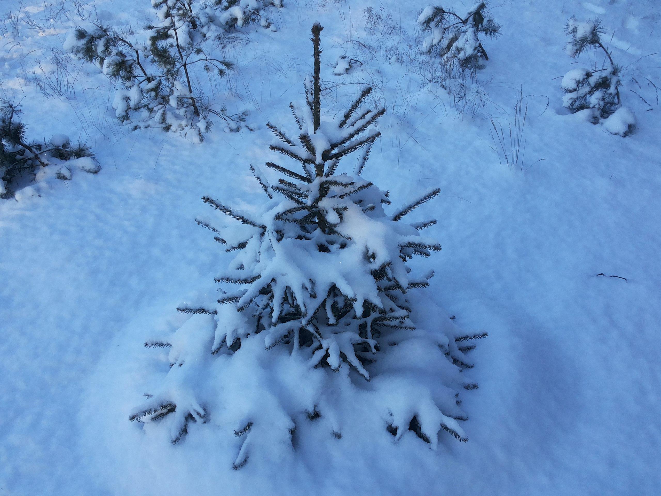 Сильный снег на ветвях ели зимой в Финляндии Стоковое Фото - изображение  насчитывающей вечнозеленый, чисто: 160185070