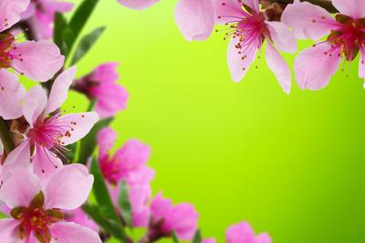 Весенний Фон — стоковые фотографии и другие картинки Фоновые изображения -  Фоновые изображения, Май, Весна - iStock