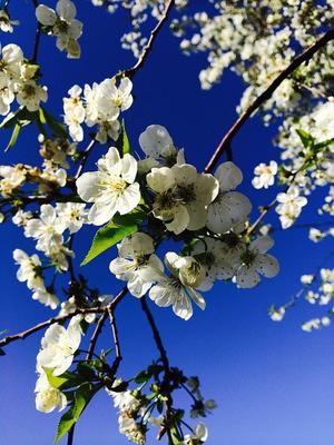 Открытки Весна (59 фото) - 59 фото