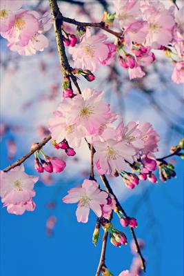 Весна Цветение Сад - Бесплатное фото на Pixabay | Цветение, Весна цветение,  Весна