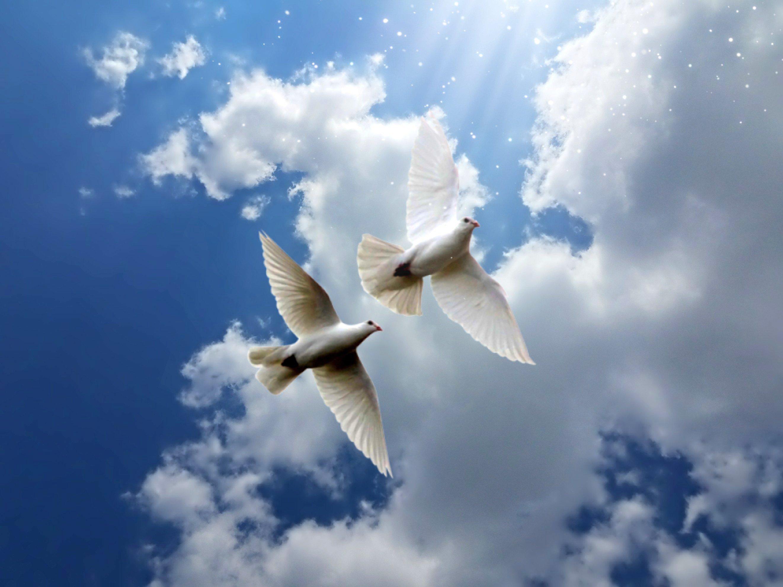 В бескрайние дали: за тем, как в небе парят голуби, Василий Чопоров может  наблюдать вечно — Город \"А\"