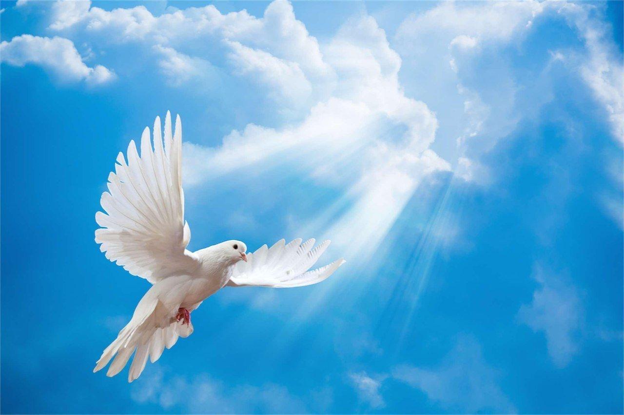 Фото Нарисованный белый голубь в небе