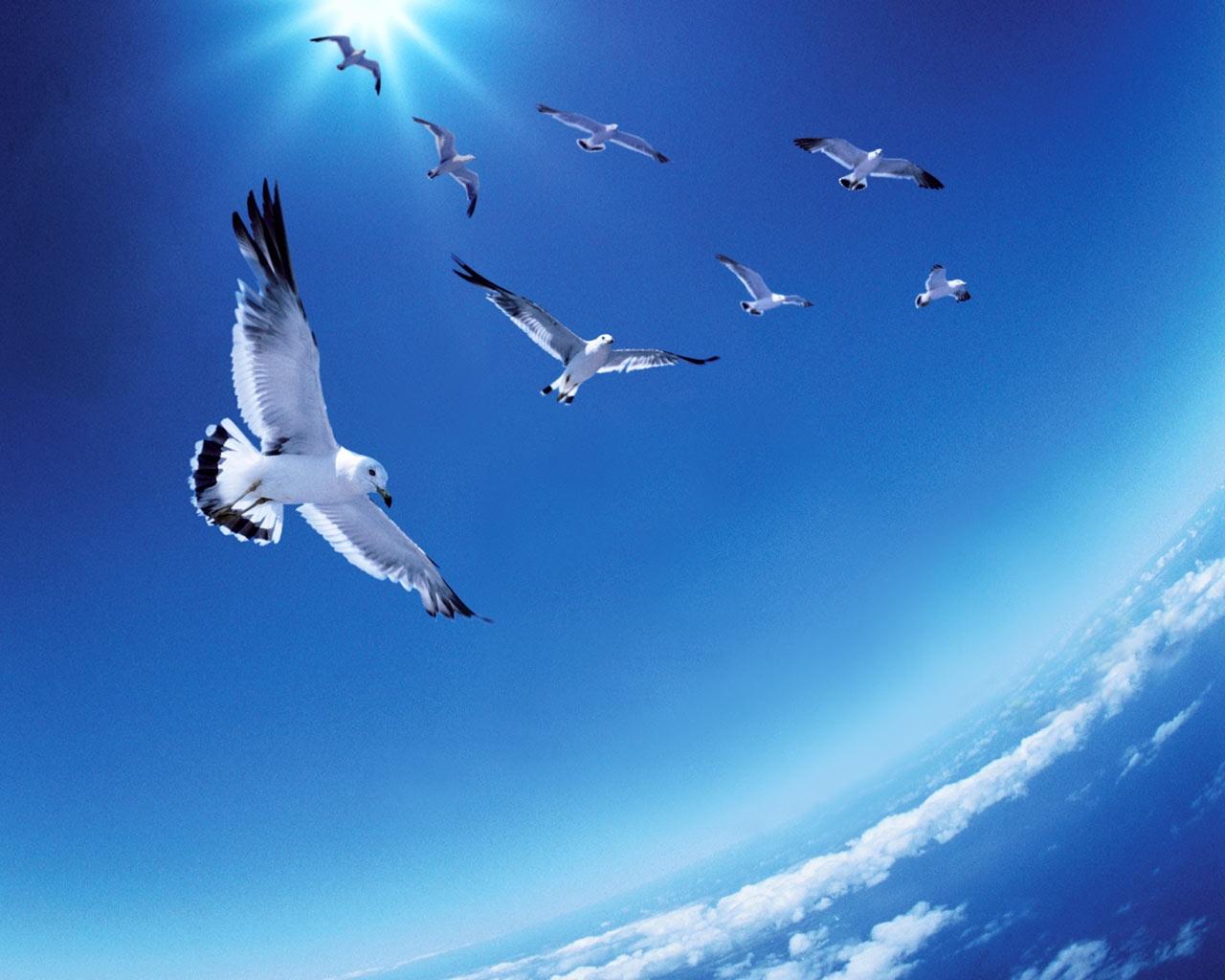 Картинки голубь летит в небо (59 фото) » Картинки и статусы про окружающий  мир вокруг