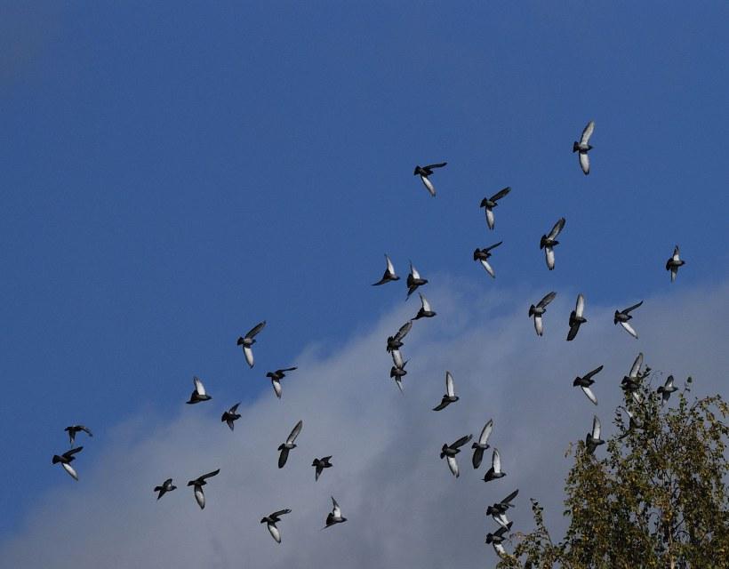 Открытки голуби в небе - 75 фото