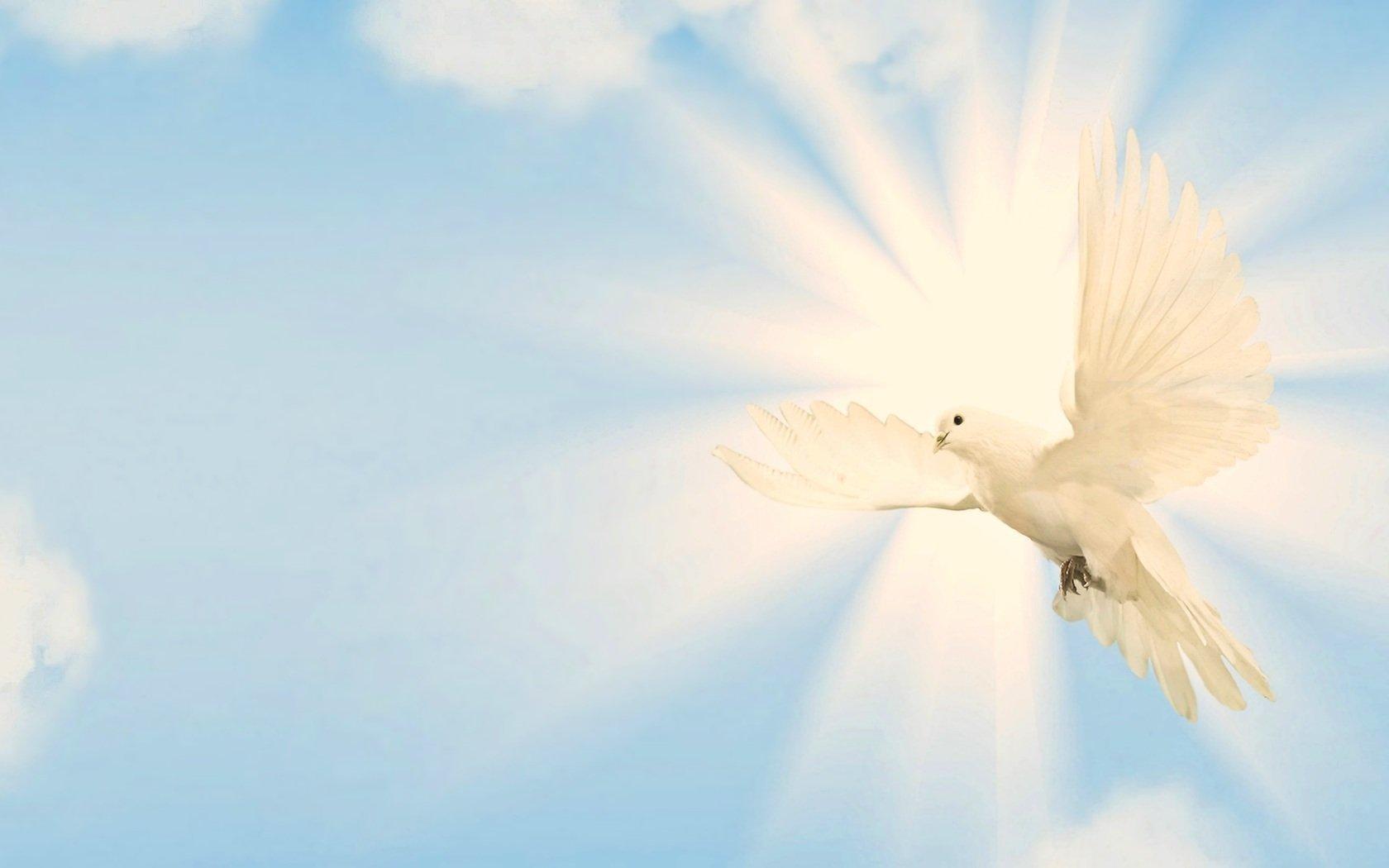Голуби в небе красивые - картинки и фото poknok.art