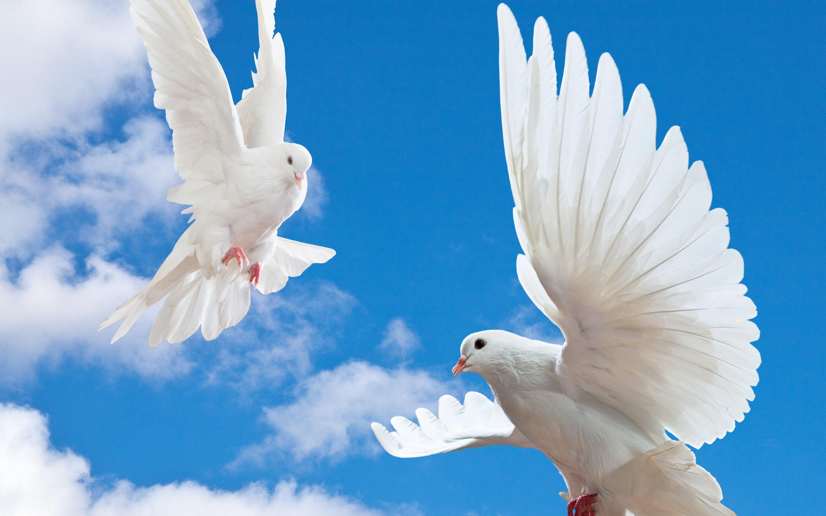 Белый голубь летит в небе» — создано в Шедевруме