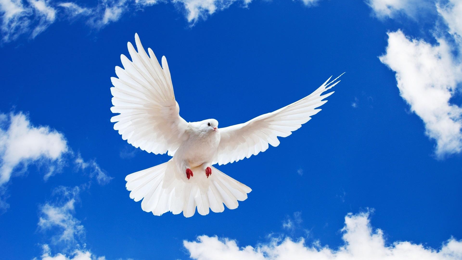 Белый голубь в небе — картинка на рабочий стол — Abali.ru